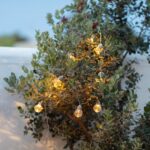 Guirlande d'ampoules LED boules transparentes lumière chaude suspendue dans un arbuste