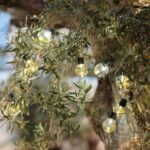 Guirlande LED solaire à ampoules globe transparentes, lumière chaude, suspendue dans un arbre pour éclairage extérieur