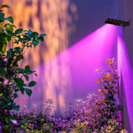 Projecteur LED RGB mural projetant un faisceau violet sur mur extérieur et plantes